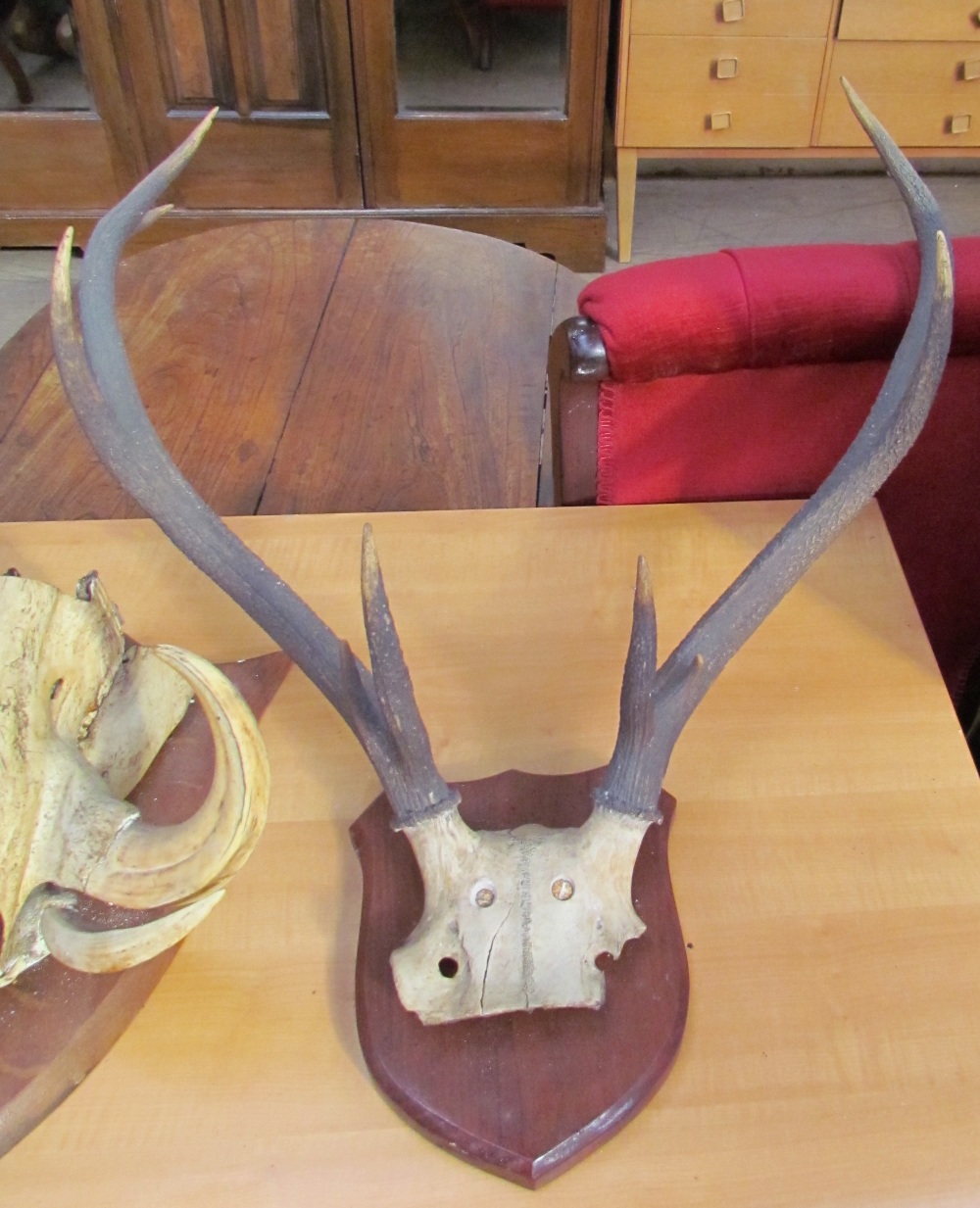 Taxidermy - a mounted warthog partial skull and tusks together with Stag and other antlers - Image 5 of 5