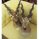 Taxidermy - A pair of Gazelle head mounts