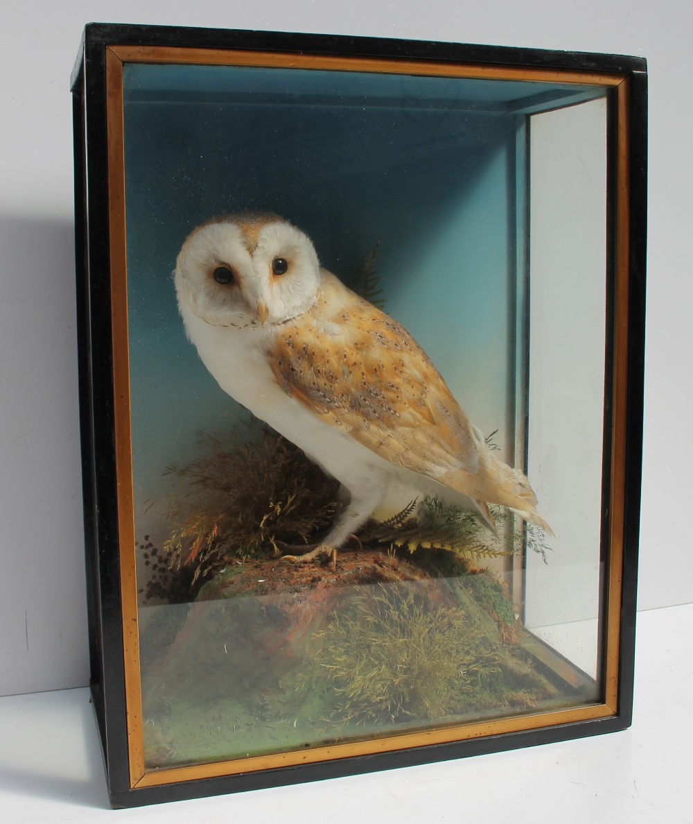 Taxidermy - A barn owl, perched on a rock with ferns, in a glazed case, 35.