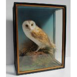 Taxidermy - A barn owl, perched on a rock with ferns, in a glazed case, 35.