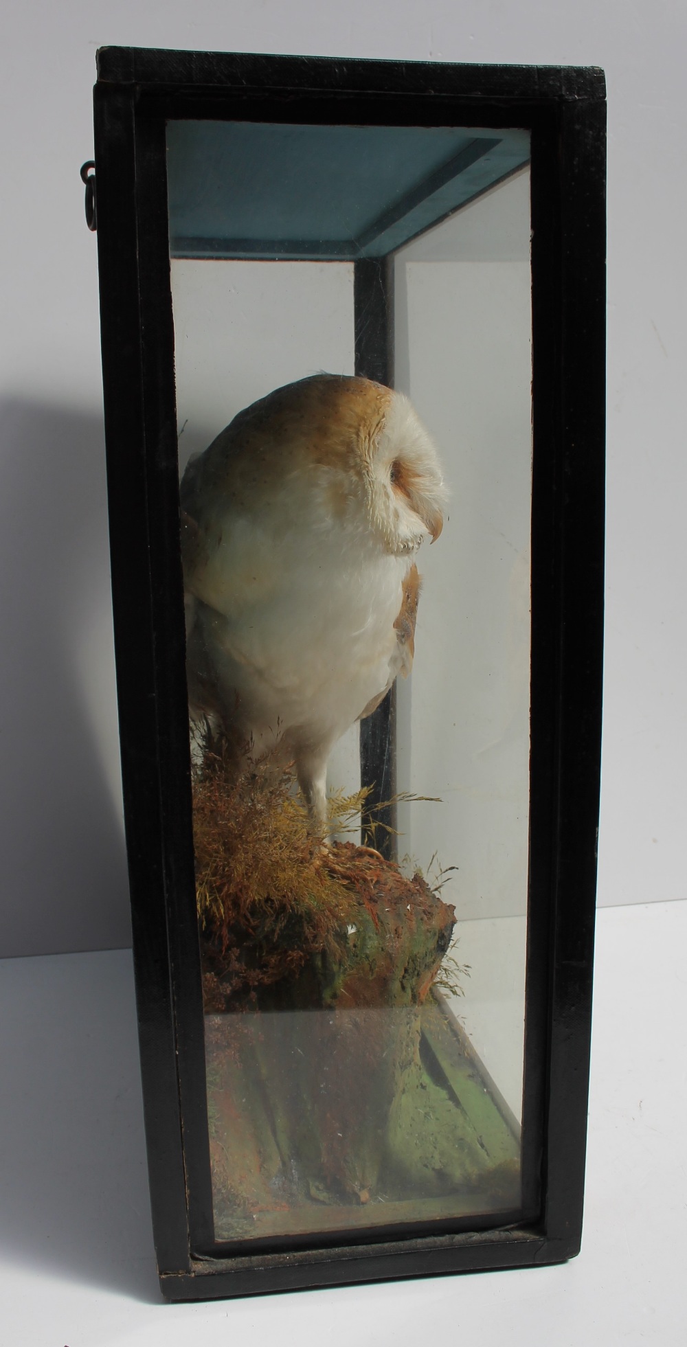 Taxidermy - A barn owl, perched on a rock with ferns, in a glazed case, 35. - Image 2 of 5