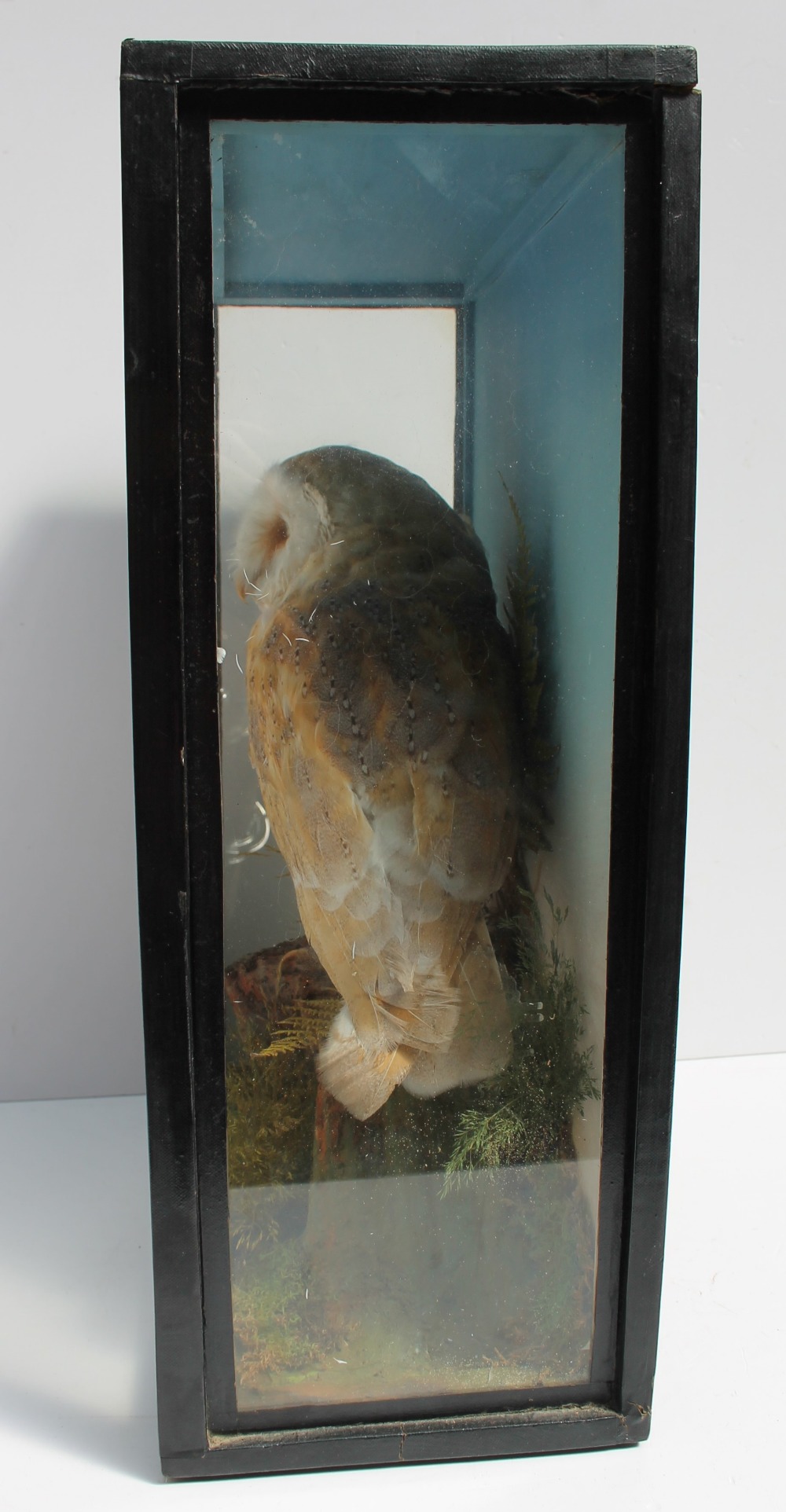 Taxidermy - A barn owl, perched on a rock with ferns, in a glazed case, 35. - Image 3 of 5