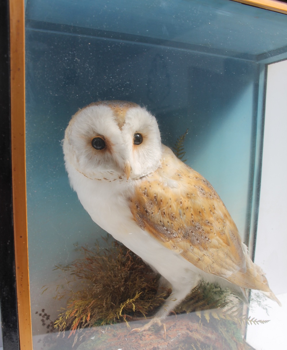 Taxidermy - A barn owl, perched on a rock with ferns, in a glazed case, 35. - Image 5 of 5