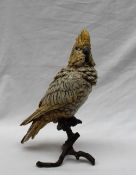 After Franz Bergman A Cockatoo Cold painted bronze Impressed Geschutzt 30cm high