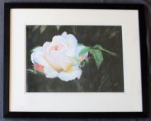 Alfred Pritchard Jones, Garden Rose Watercolour Initialled 34.5 x 49.