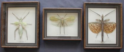 Taxidermy - Katydid, Papua New Guinea, Siliquofera Grandis, 13.