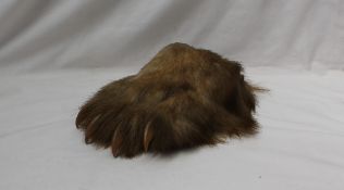 Taxidermy - A lion's paw,