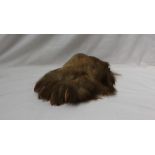 Taxidermy - A lion's paw,