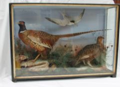 Taxidermy - A cock pheasant, grouse and a tern in a naturalistic setting and glazed case,