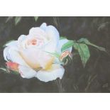 Alfred Pritchard Jones, Garden Rose Watercolour Initialled 34.5 x 49.
