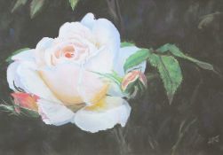 Alfred Pritchard Jones, Garden Rose Watercolour Initialled 34.5 x 49.