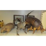 Taxidermy - Two framed spider specimens together with an armadillo, iguana,