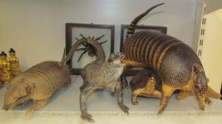 Taxidermy - Two framed spider specimens together with an armadillo, iguana,