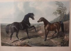 J Harris after J F Herring “Camel and Banter” - The British Stud Series Dated February 10th 1846,