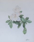 Weaver Camelias Watercolour Signed Together with bookplates,