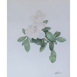 Weaver Camelias Watercolour Signed Together with bookplates,