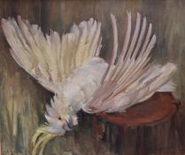 Pamela Thalben-Ball Cockatoo Oil on canvas Signed 50 x 60cm