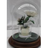 Peter Cool Shell display under a dome 20cm high including dome and base