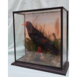 Taxidermy - A chough, perched on a rock with grasses behind, in a glass case, bears a label for "R.