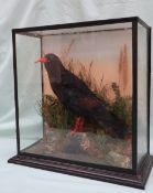 Taxidermy - A chough, perched on a rock with grasses behind, in a glass case, bears a label for "R.