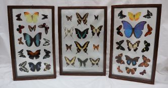 Taxidermy - three framed and double glazed montages of butterflies and moths,