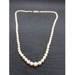 Collier en perles de culture en chute. Fermoir en or. - Poids brut : 14,6 grs -