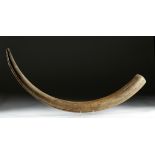 Siberian Woolly Mammoth Tusk - Natural State