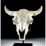 Fossilized American Bison Skull