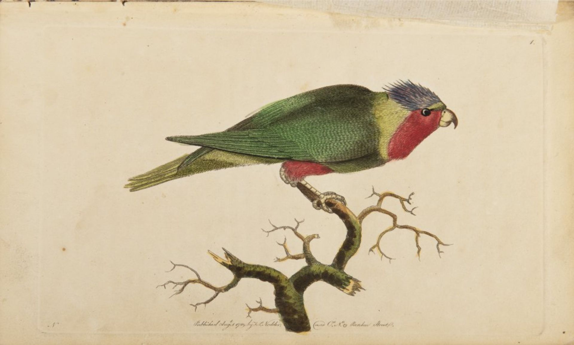 GEORGE SHAW 1751 - 1813: VIVARIUM NATURAE OR THE NATURALIST’S MISCELLANY. VOL. I-III 1790 United - Bild 2 aus 9