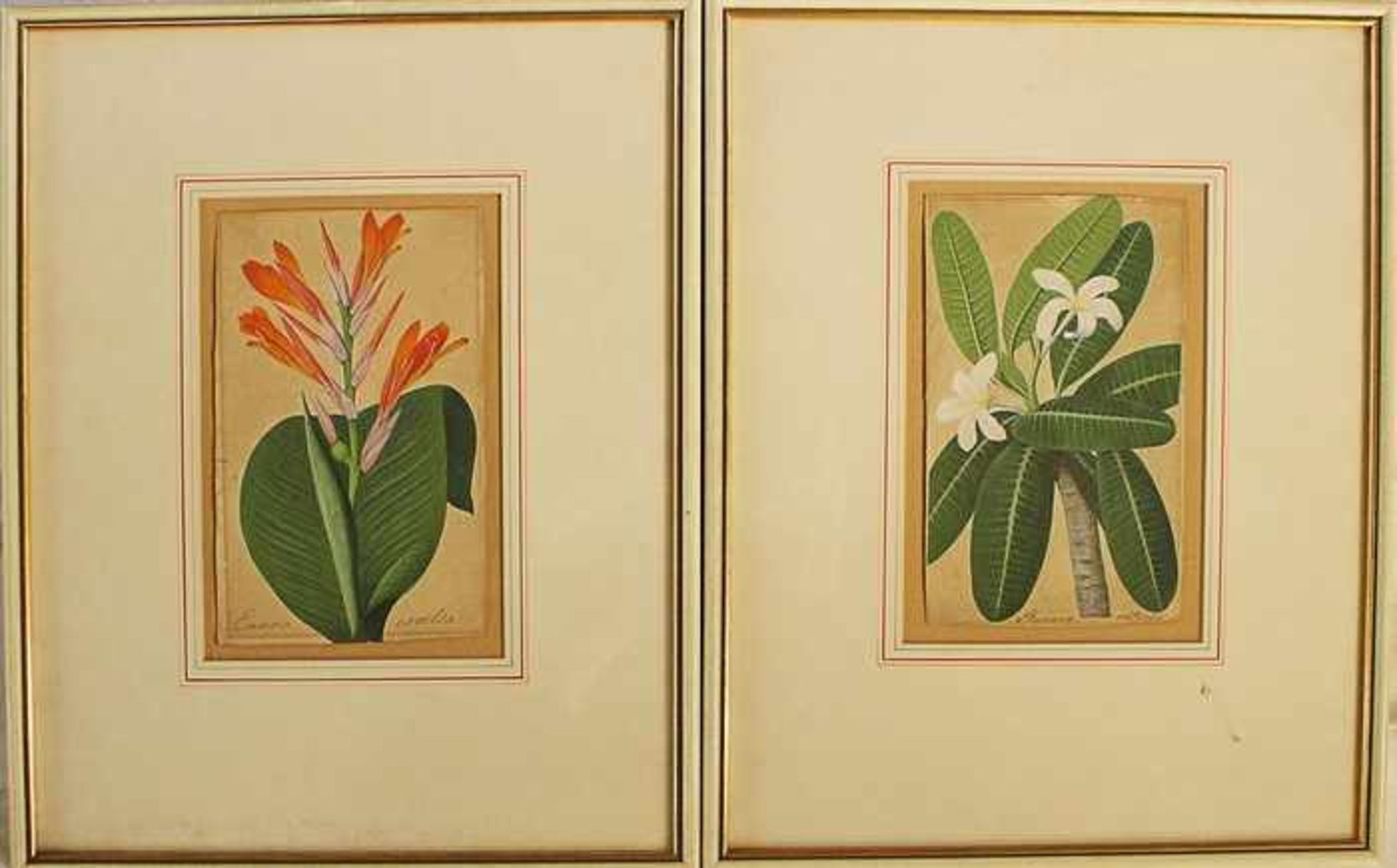 Konvolut18./19. Jh., 2 Mischtechniken, Botanisches, bez. "Canna excelsa" u.a., dazu 3 - Bild 2 aus 2