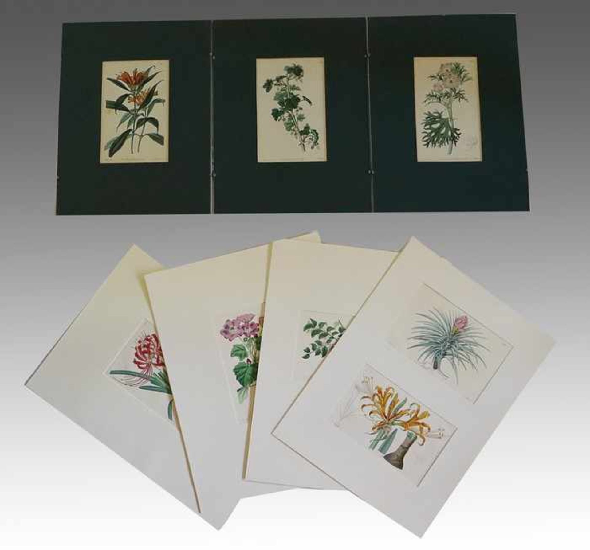 Botanik - Konvolut19. Jh., 8 kolorierte Radierungen, je publiziert bei Ridgway, London 1822- 1841, - Bild 2 aus 2