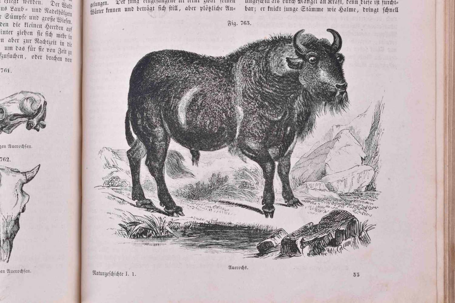 Naturgeschichte des Tierreichs, Christoph, Gottfried Giebel5 Bände, Verlag von Otto Wigand, - Bild 6 aus 6