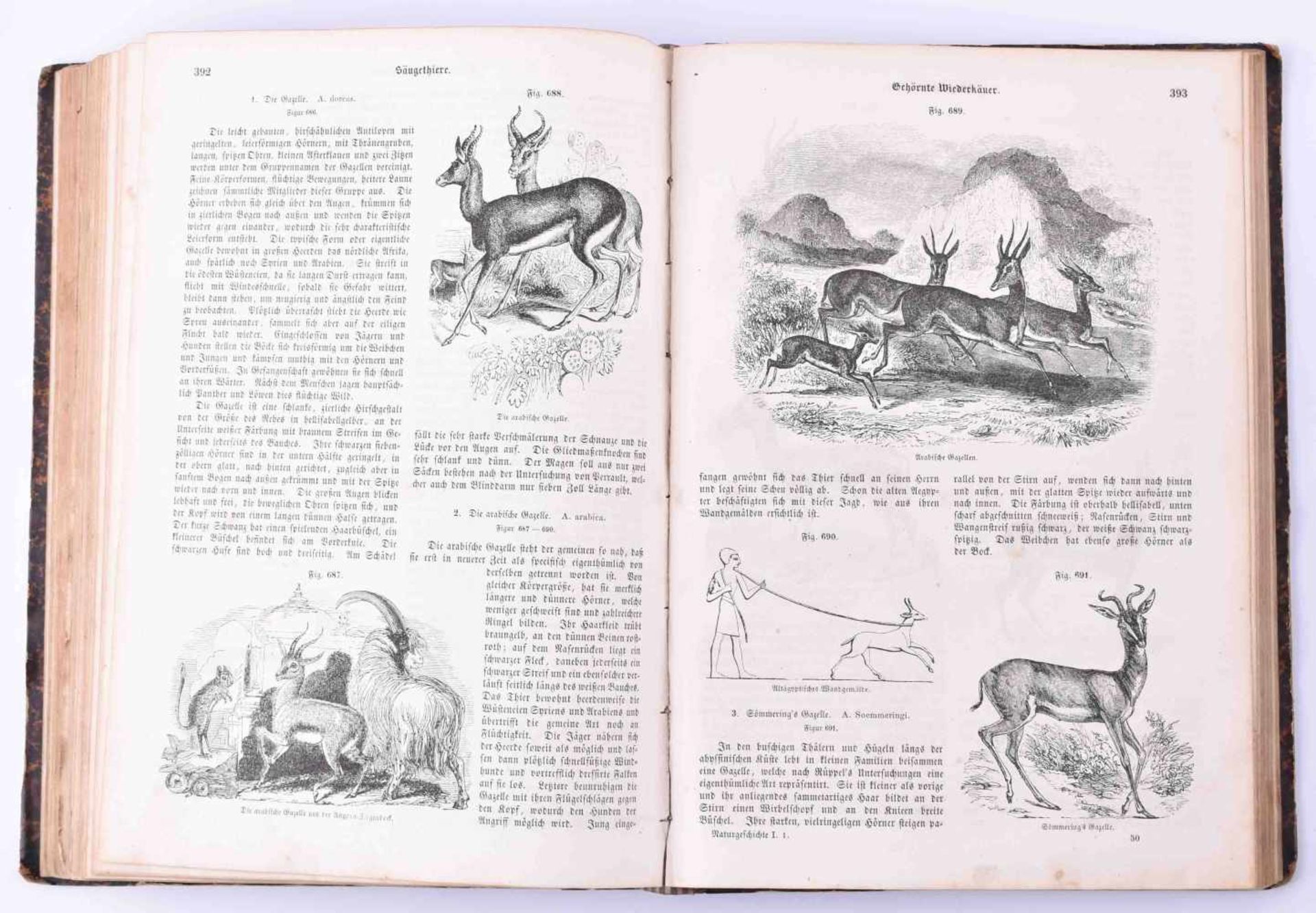 Naturgeschichte des Tierreichs, Christoph, Gottfried Giebel5 Bände, Verlag von Otto Wigand, - Bild 5 aus 6