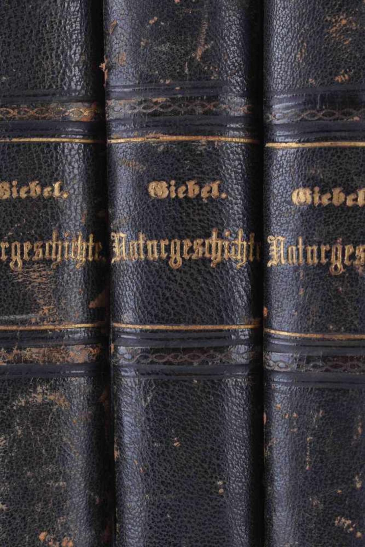 Naturgeschichte des Tierreichs, Christoph, Gottfried Giebel5 Bände, Verlag von Otto Wigand, - Bild 2 aus 6