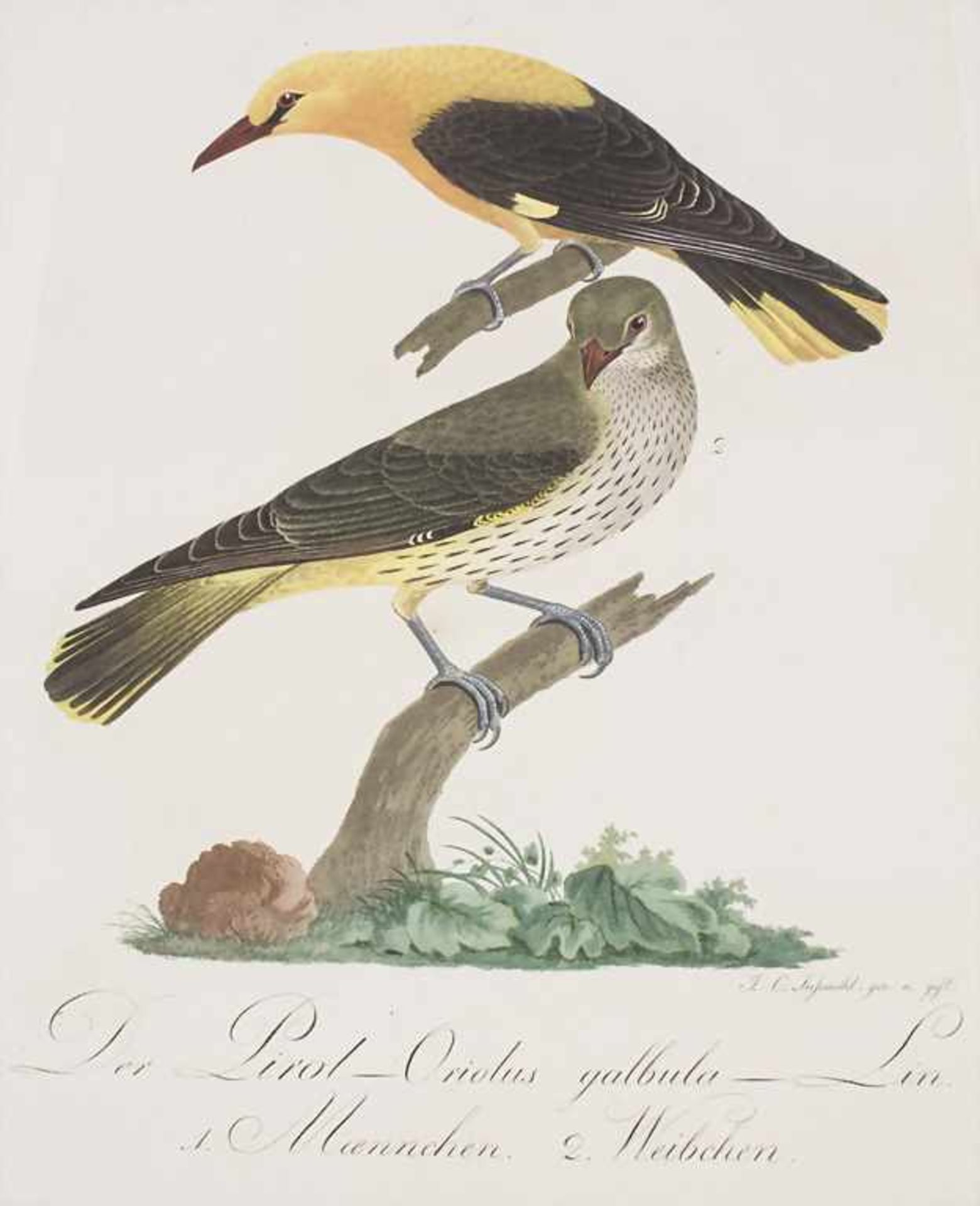 J.C. Susemihl (1767-nach 1848), 'Teutsche Ornithologie oder Naturgeschichte aller VögelTechnik: 20 - Image 15 of 17