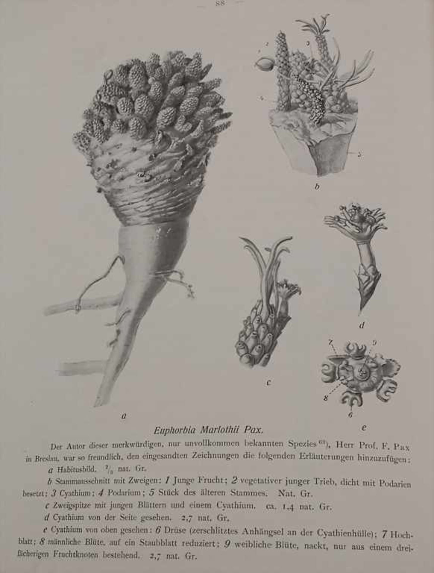 Prof. Dr. Schultze, Leonhard: Aus Namaland und Kalahari.Titel: Aus Namaland und Kalahari. Bericht an - Image 7 of 13