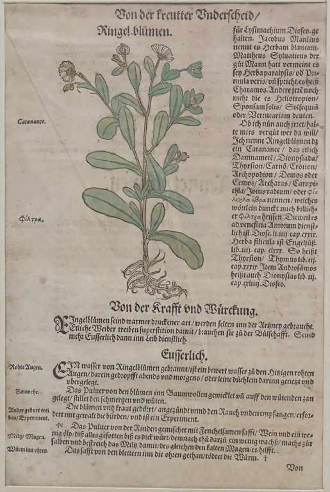 Hieronymus Bock, 8 Blätter aus 'Kreuter Buch', um 1560Titel: 'Kreüter Buch. Darinn Underscheidt, - Image 25 of 25