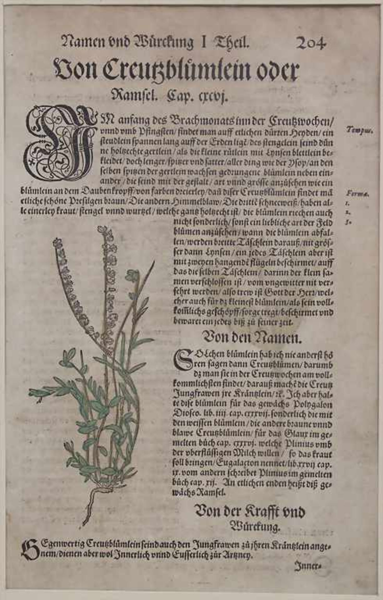 Hieronymus Bock, 8 Blätter aus 'Kreuter Buch', um 1560Titel: 'Kreüter Buch. Darinn Underscheidt, - Image 15 of 25