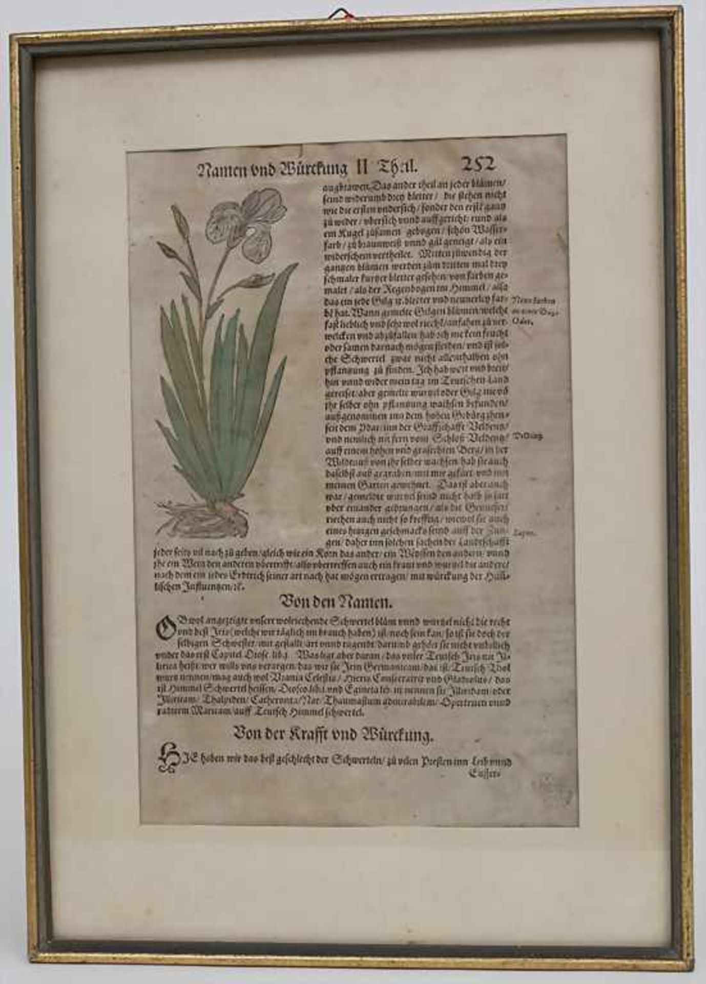 Hieronymus Bock, 8 Blätter aus 'Kreuter Buch', um 1560Titel: 'Kreüter Buch. Darinn Underscheidt, - Image 11 of 25