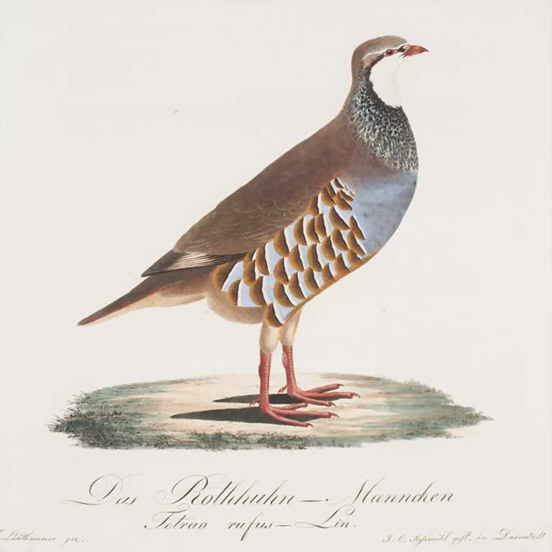 J.C. Susemihl (1767-nach 1848), 'Teutsche Ornithologie oder Naturgeschichte aller VögelTechnik: 20 - Image 8 of 17