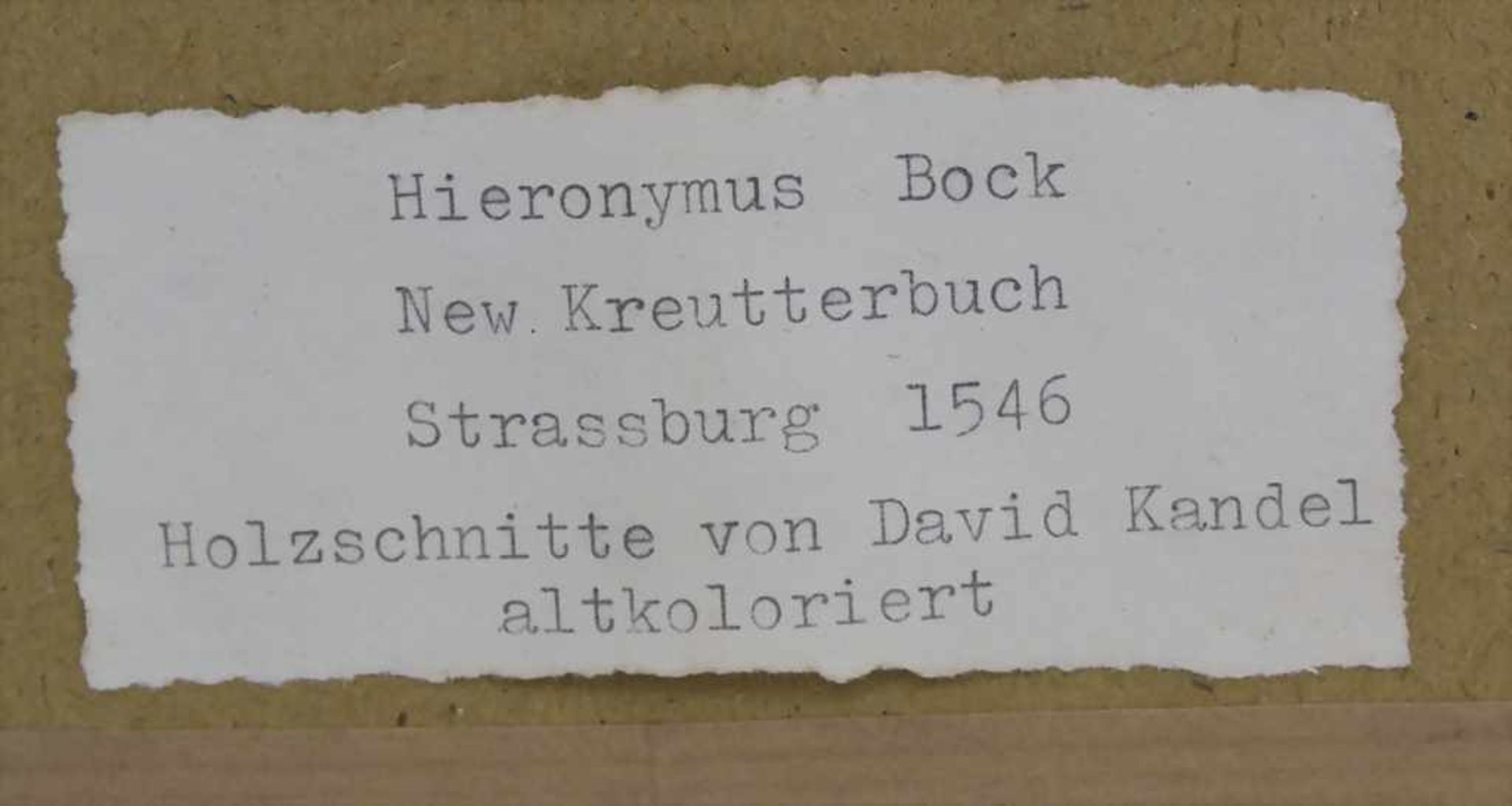 Hieronymus Bock, 8 Blätter aus 'Kreuter Buch', um 1560Titel: 'Kreüter Buch. Darinn Underscheidt, - Image 6 of 25