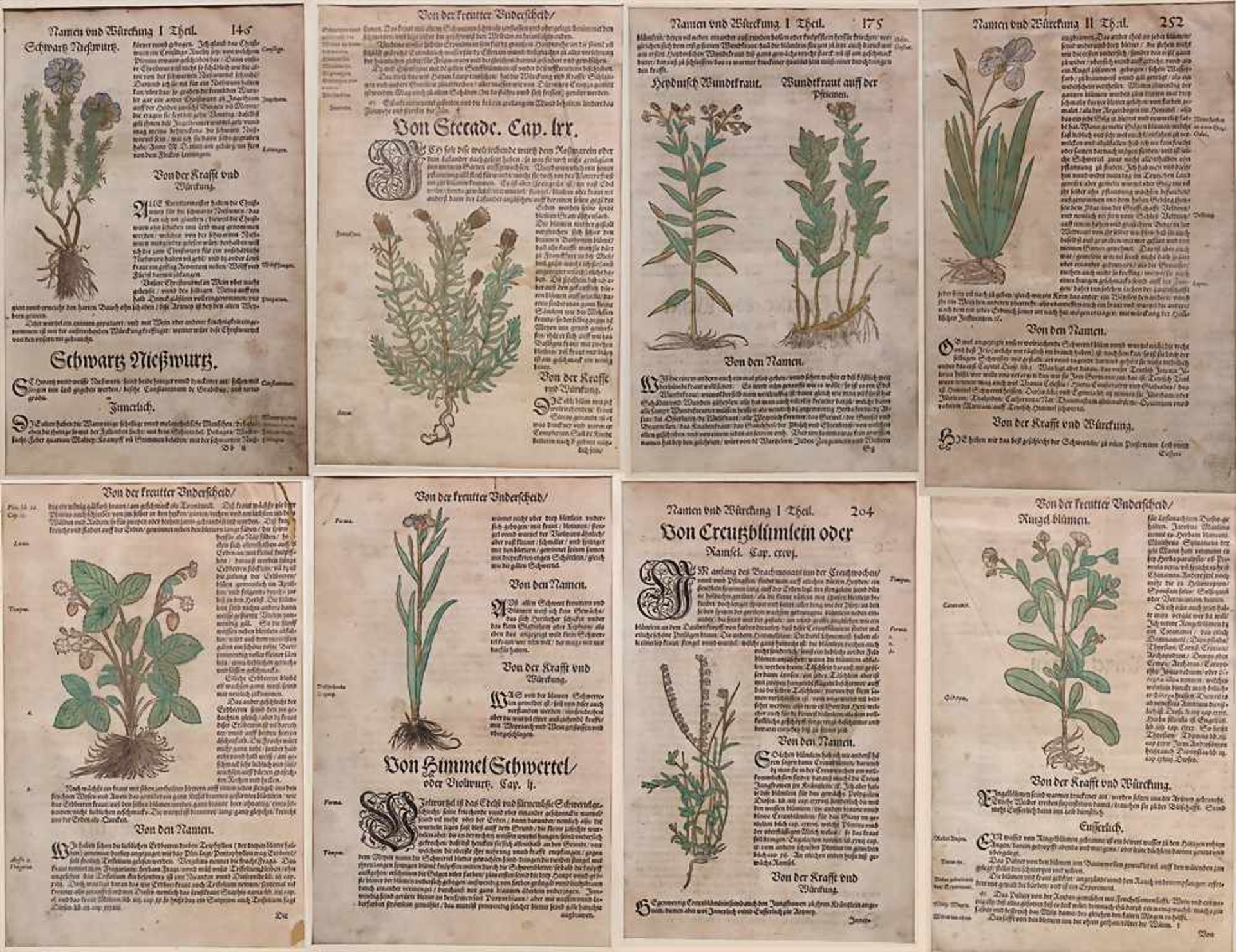 Hieronymus Bock, 8 Blätter aus 'Kreuter Buch', um 1560Titel: 'Kreüter Buch. Darinn Underscheidt,