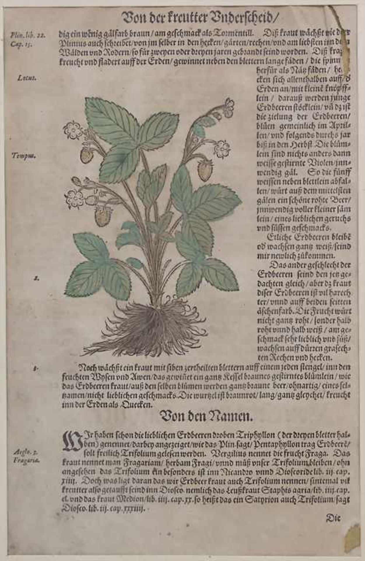 Hieronymus Bock, 8 Blätter aus 'Kreuter Buch', um 1560Titel: 'Kreüter Buch. Darinn Underscheidt, - Image 19 of 25