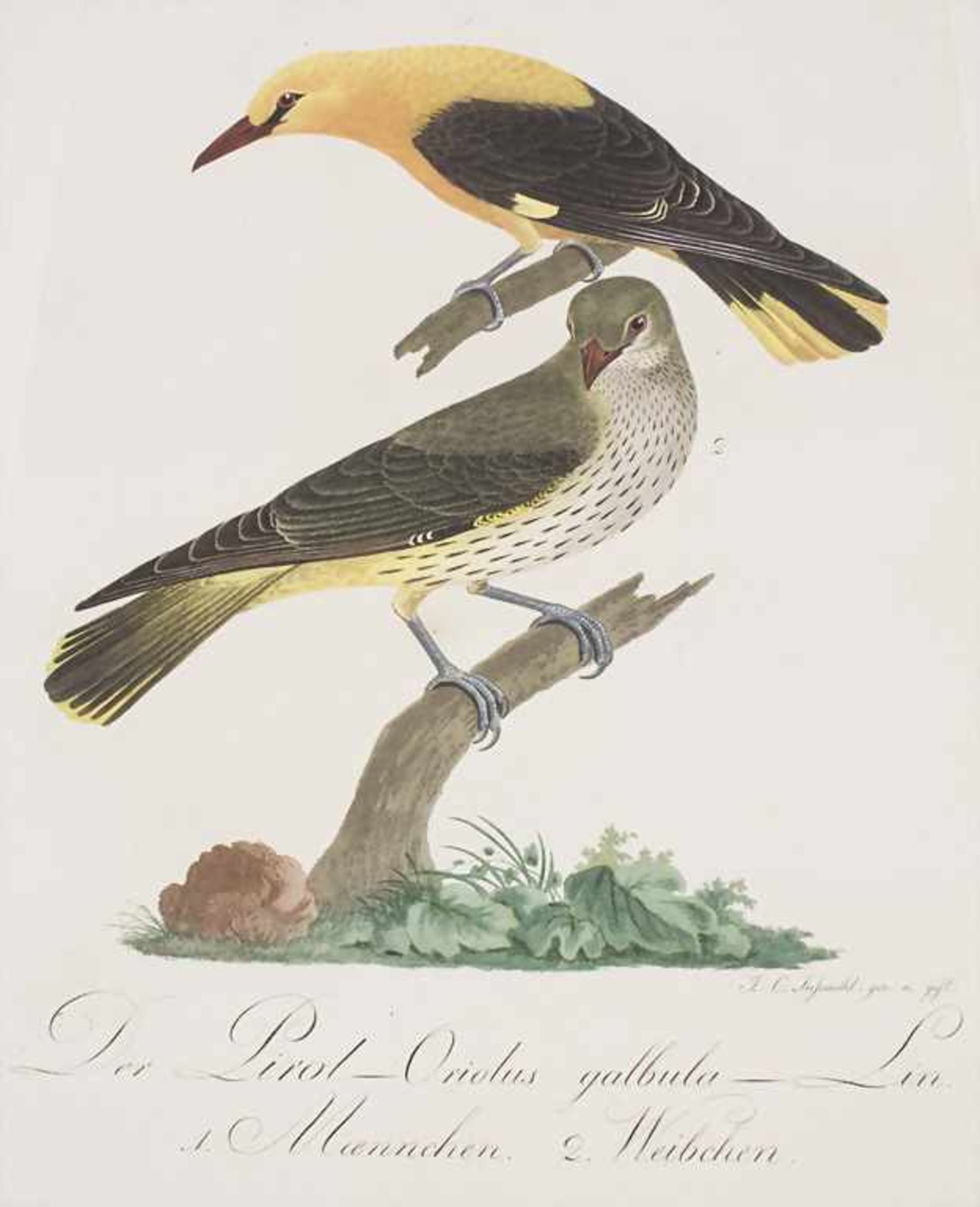 J.C. Susemihl (1767-nach 1848), 'Teutsche Ornithologie oder Naturgeschichte aller VögelTechnik: 20 - Image 14 of 17