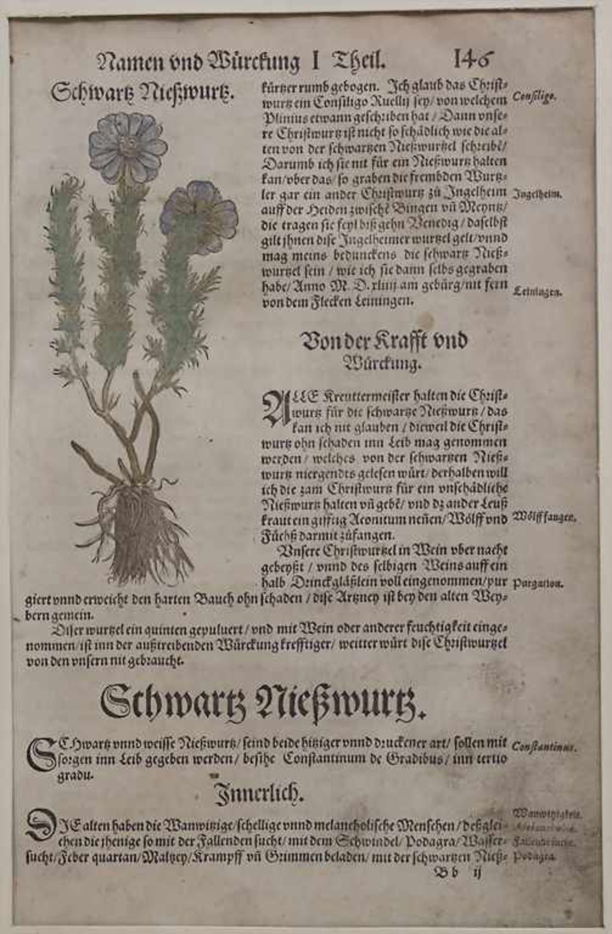 Hieronymus Bock, 8 Blätter aus 'Kreuter Buch', um 1560Titel: 'Kreüter Buch. Darinn Underscheidt, - Image 13 of 25