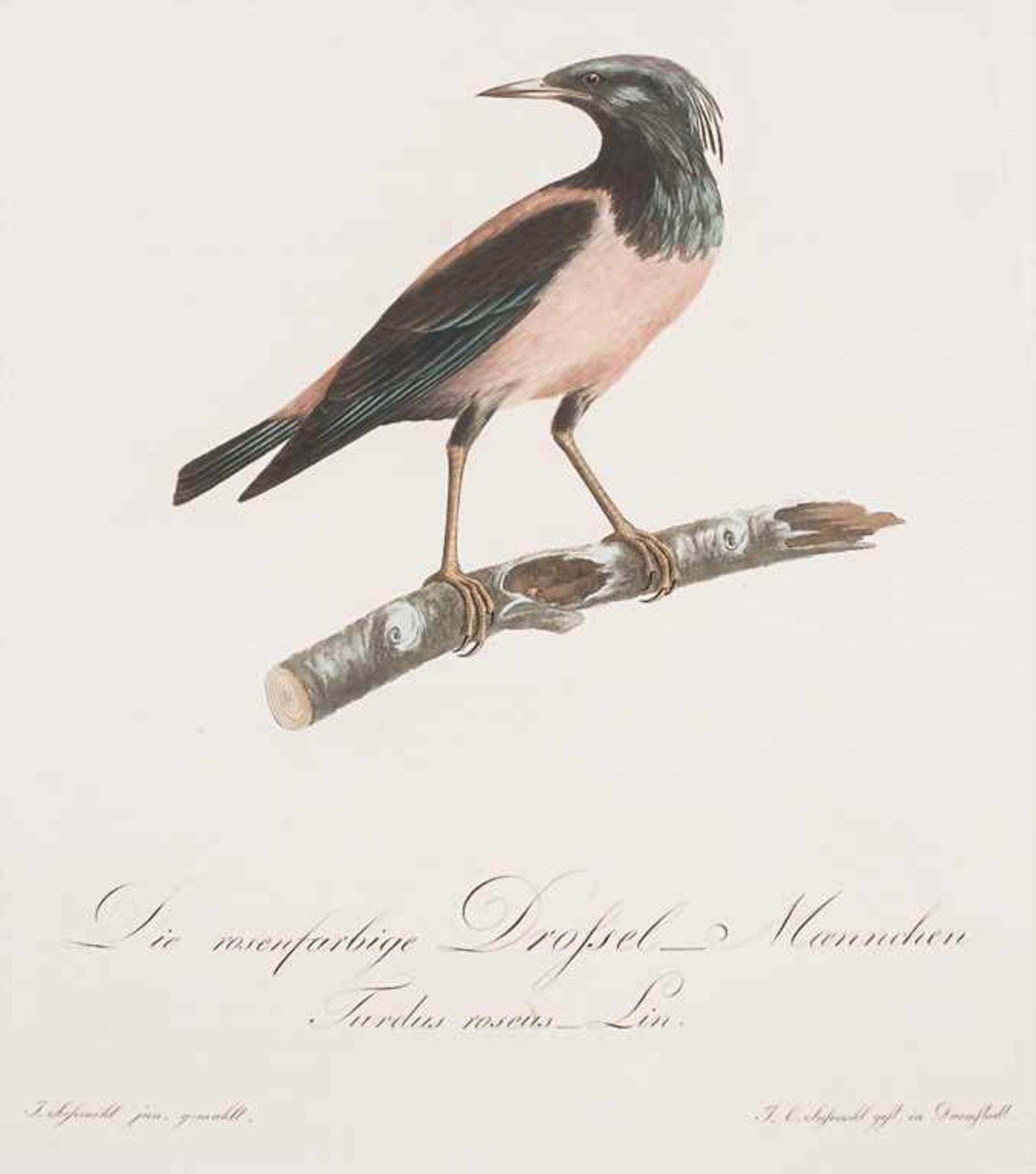 J.C. Susemihl (1767-nach 1848), 'Teutsche Ornithologie oder Naturgeschichte aller VögelTechnik: 20 - Image 12 of 17