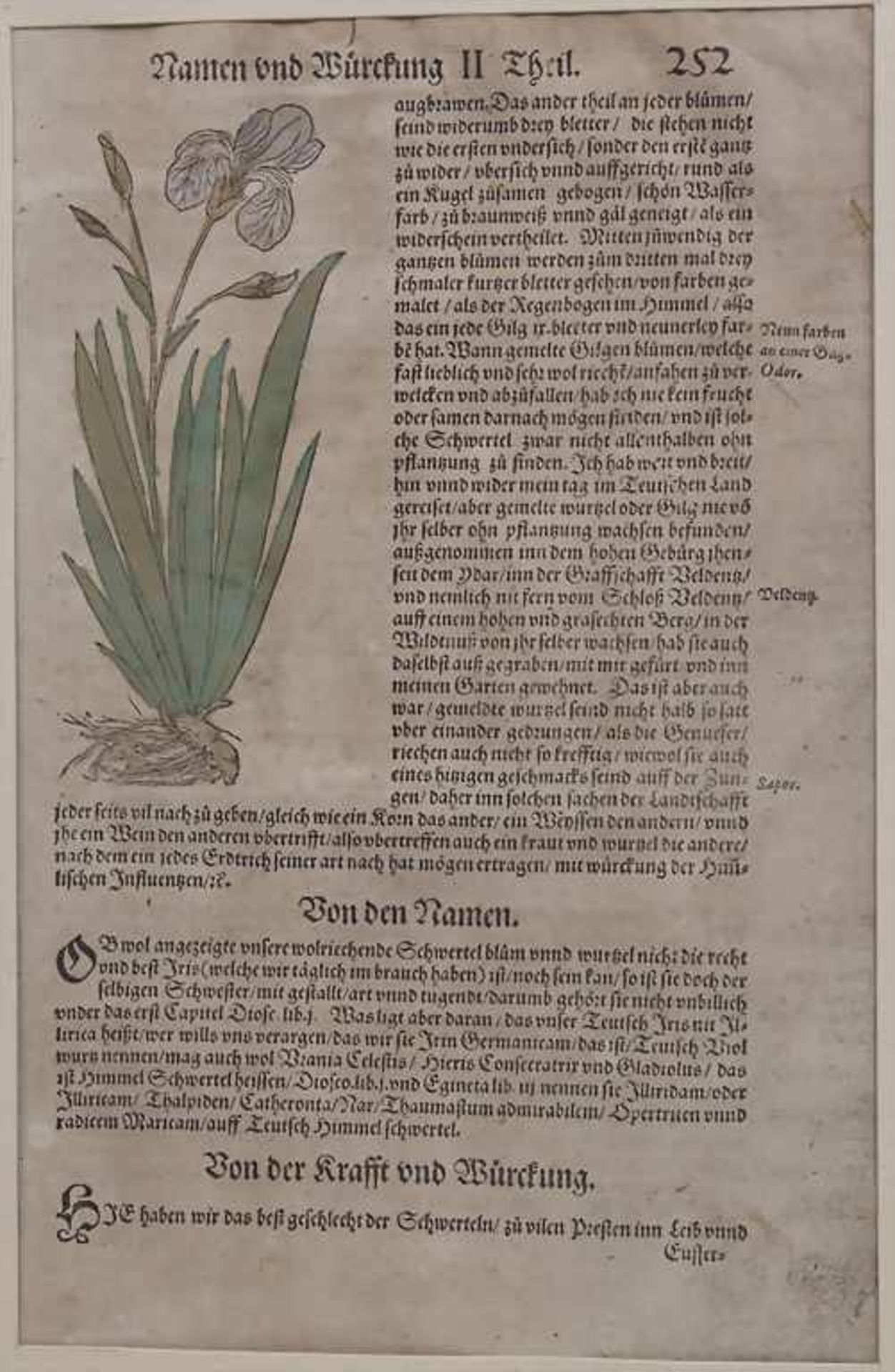 Hieronymus Bock, 8 Blätter aus 'Kreuter Buch', um 1560Titel: 'Kreüter Buch. Darinn Underscheidt, - Image 3 of 25
