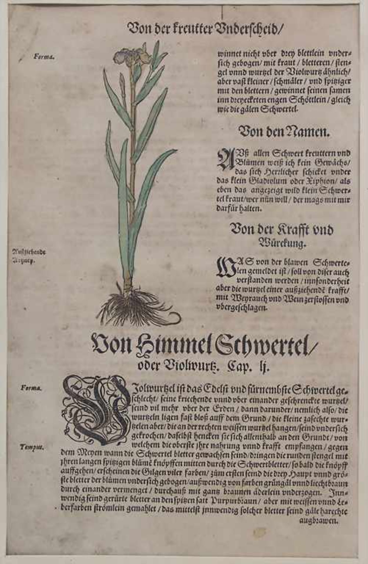 Hieronymus Bock, 8 Blätter aus 'Kreuter Buch', um 1560Titel: 'Kreüter Buch. Darinn Underscheidt, - Image 17 of 25