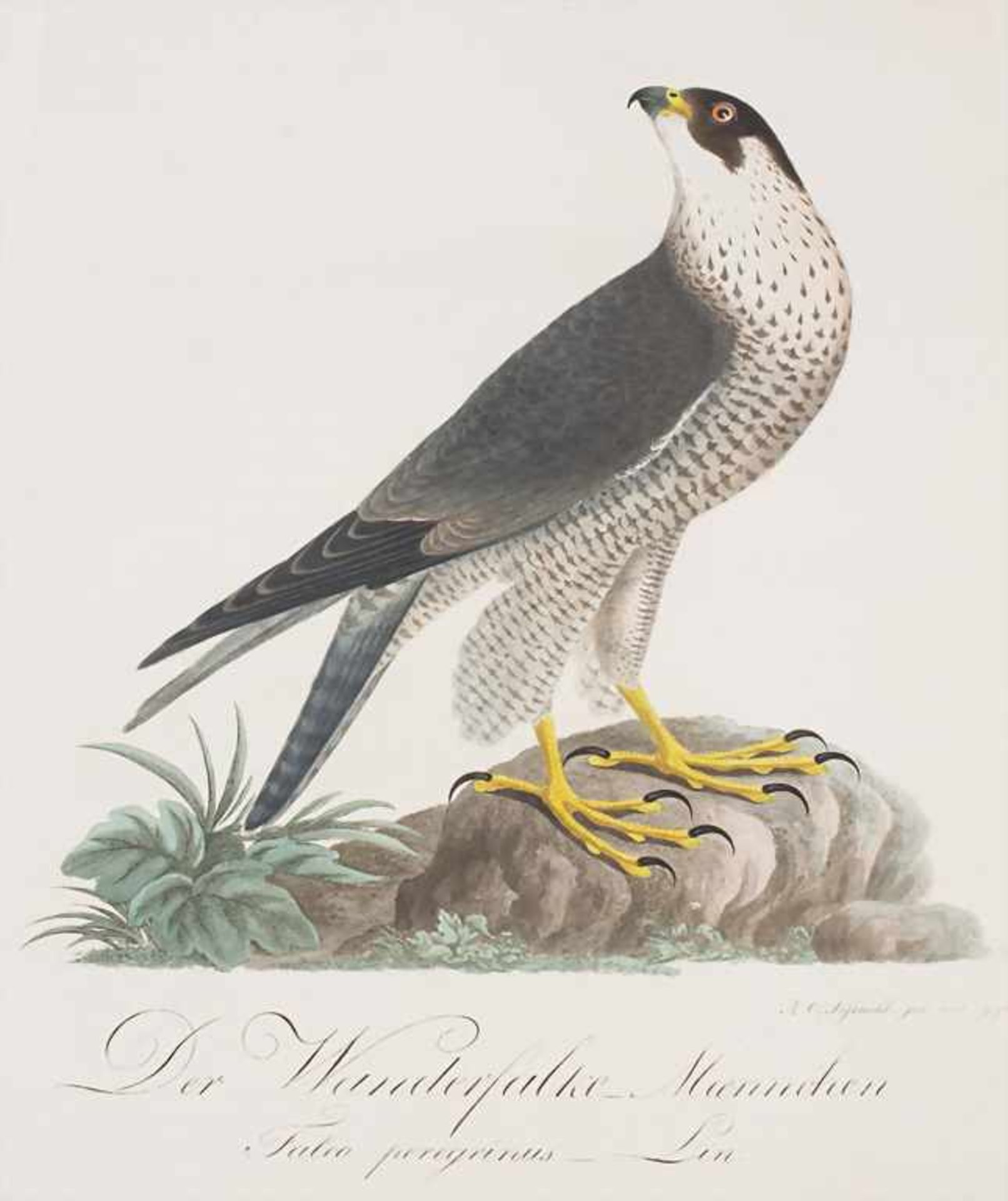J.C. Susemihl (1767-nach 1848), 'Teutsche Ornithologie oder Naturgeschichte aller VögelTechnik: 20 - Image 6 of 17