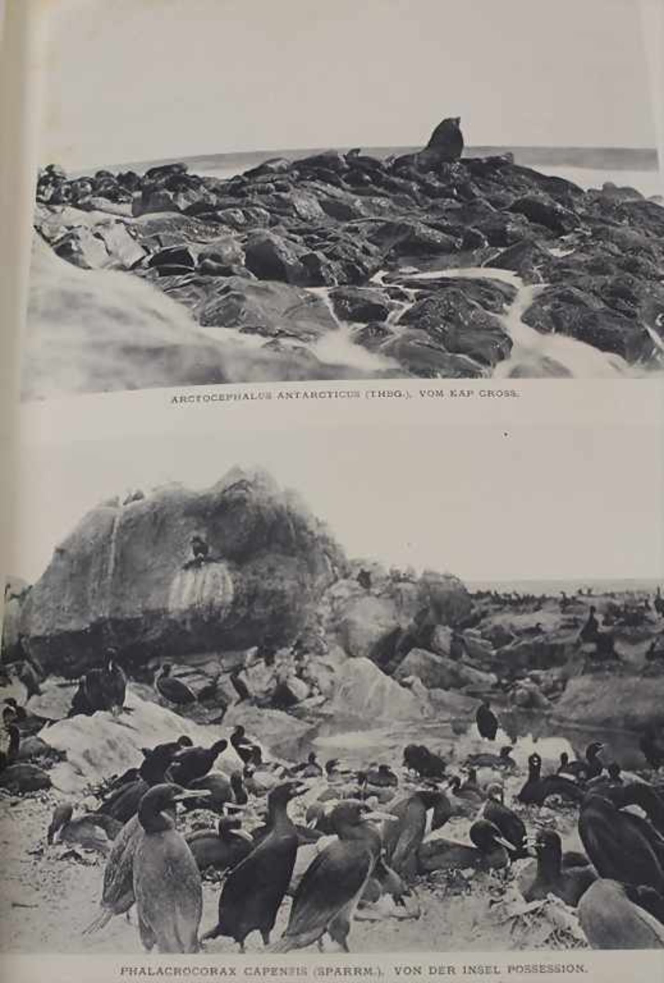 Prof. Dr. Schultze, Leonhard: Aus Namaland und Kalahari.Titel: Aus Namaland und Kalahari. Bericht an - Image 5 of 13